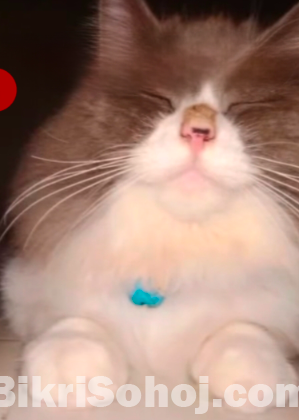 Pure Persian male cat